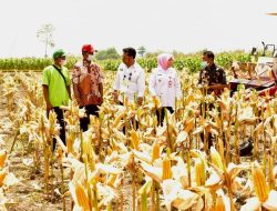 Polsek Bengalon Gandeng Perusahaan Swasta Panen Jagung 0,5 Hektare di Kutai Timur