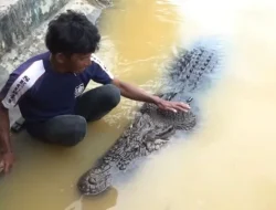 Penampakan Buaya di Dermaga Pelabuhan Kenyamukan Sangatta Kutai Timur