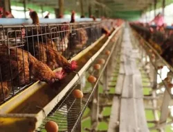 Tahun Ini Dinas Pertanian PPU Bantu 10 Ekor Ayam Kampung untuk 22 KK Miskin